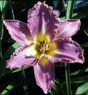 a day lily named Sandy [click for larger image]